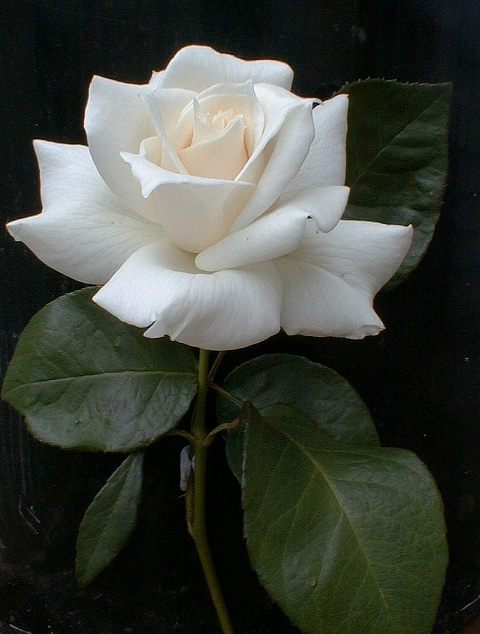 صورة وردة  بيضاء