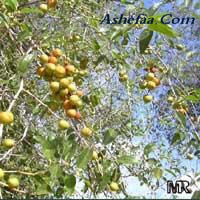 نبات السدر Ziziphus منتديات الجلفة لكل الجزائريين و العرب
