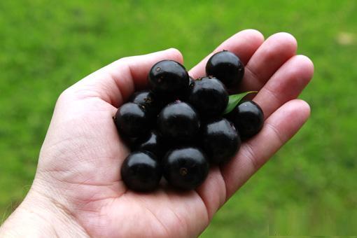 معلومات عن شجرة العنب البرازيلي الأغرب في العالم Jabuticaba-1