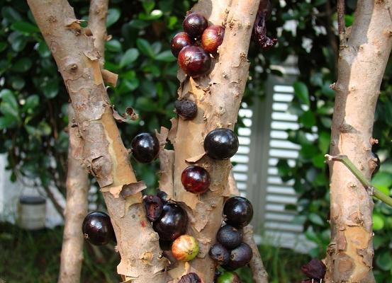 معلومات عن شجرة العنب البرازيلي الأغرب في العالم Jabuticaba-3