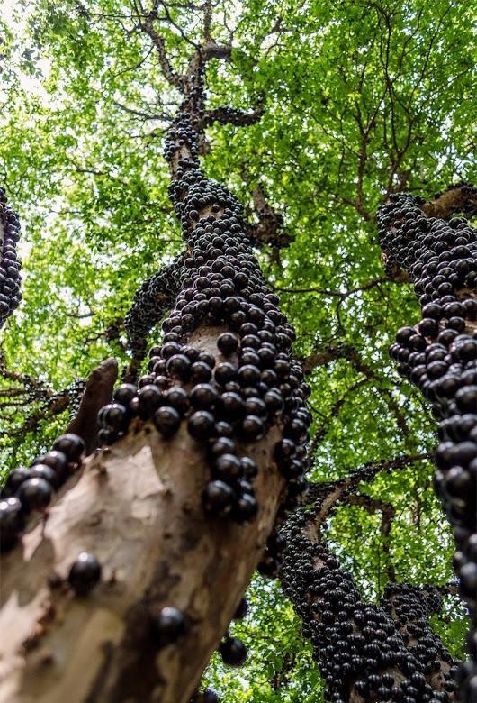 شاهد شجرة العنب البرازيلي الأغرب في العالم Jabuticaba-4