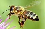 عقوبة النحلة السكرانة