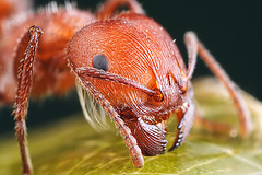 اكتشاف علمي جديد عن خاصية تخاطب النمل وسماع اصوتهم