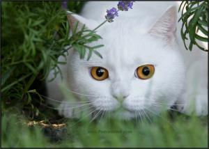 عضته قطة فطالب بتعويض 5 ملايين دولار