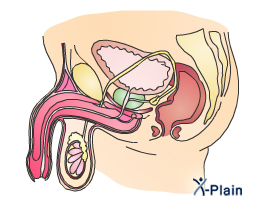 الحياة الزوجية بين الجنس والطب