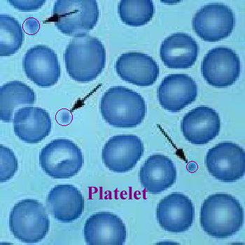 صورة الأعشاب