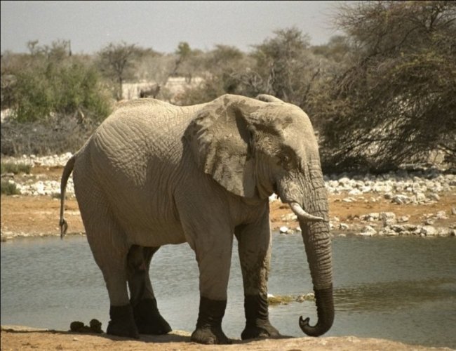 صورة لفيلة 