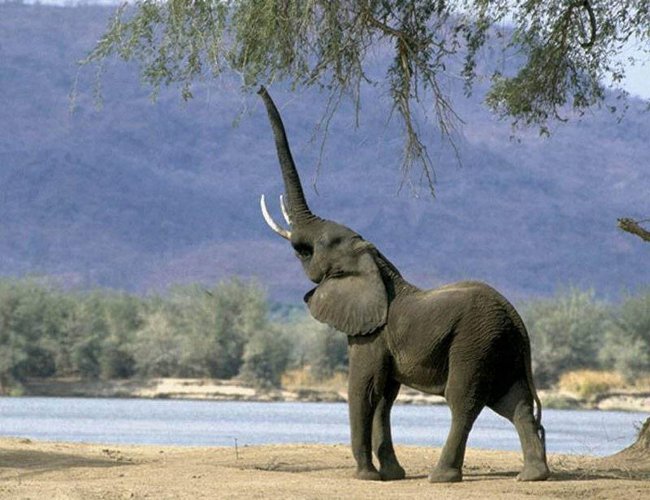 صورة لفيلة 