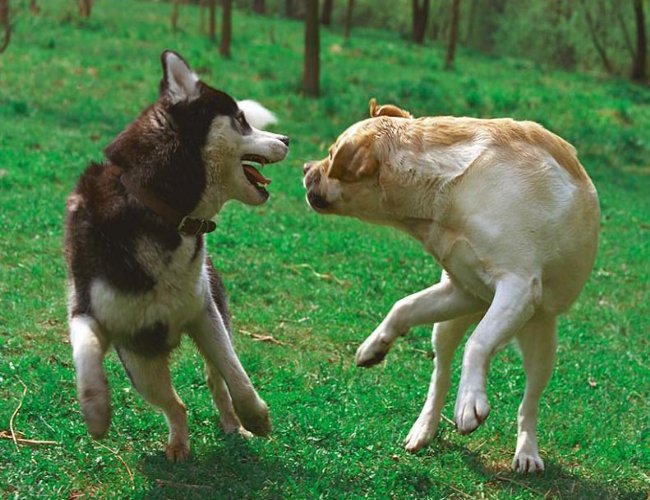 صورة لذئب وكلب