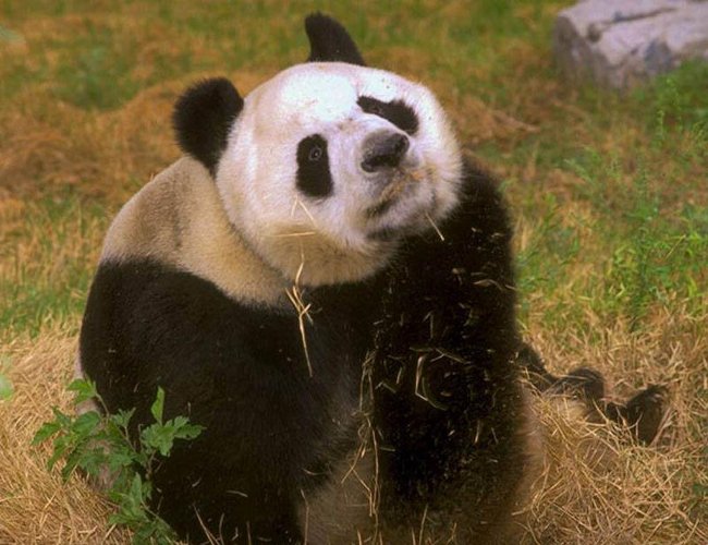 صورة لحيوان الباندا