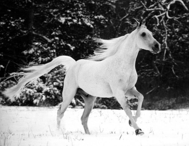 صور لخيول عربية اصيلة