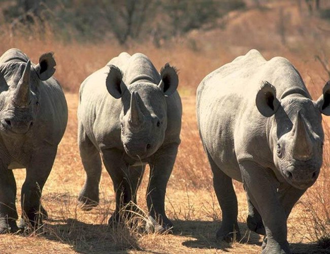 صورة وحيد القرن شبكة الشفاء العالمية