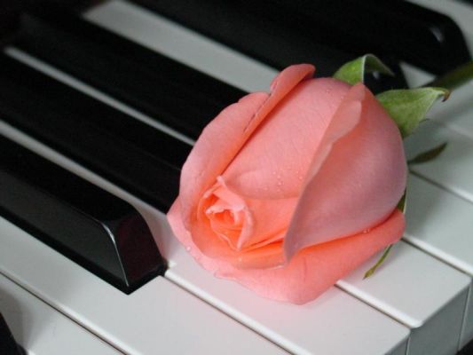صورة وردة روزيه جميله