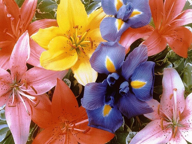 مجموعة من باقات الزهور الرائعة