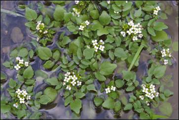 قرة العين أو الحرف - Watercress