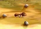 فيديو قصة سيدنا سليمان والنملة للاطفال